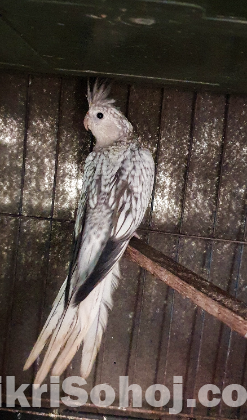 White Faced Pearl Cocktail Bird